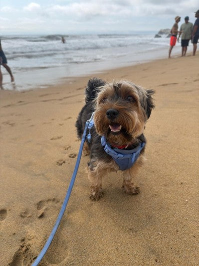 Chuck en la playa con su arnés Praws