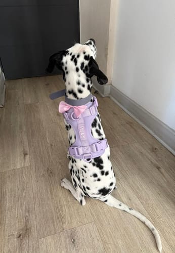 Perro de cliente con arnés Praws