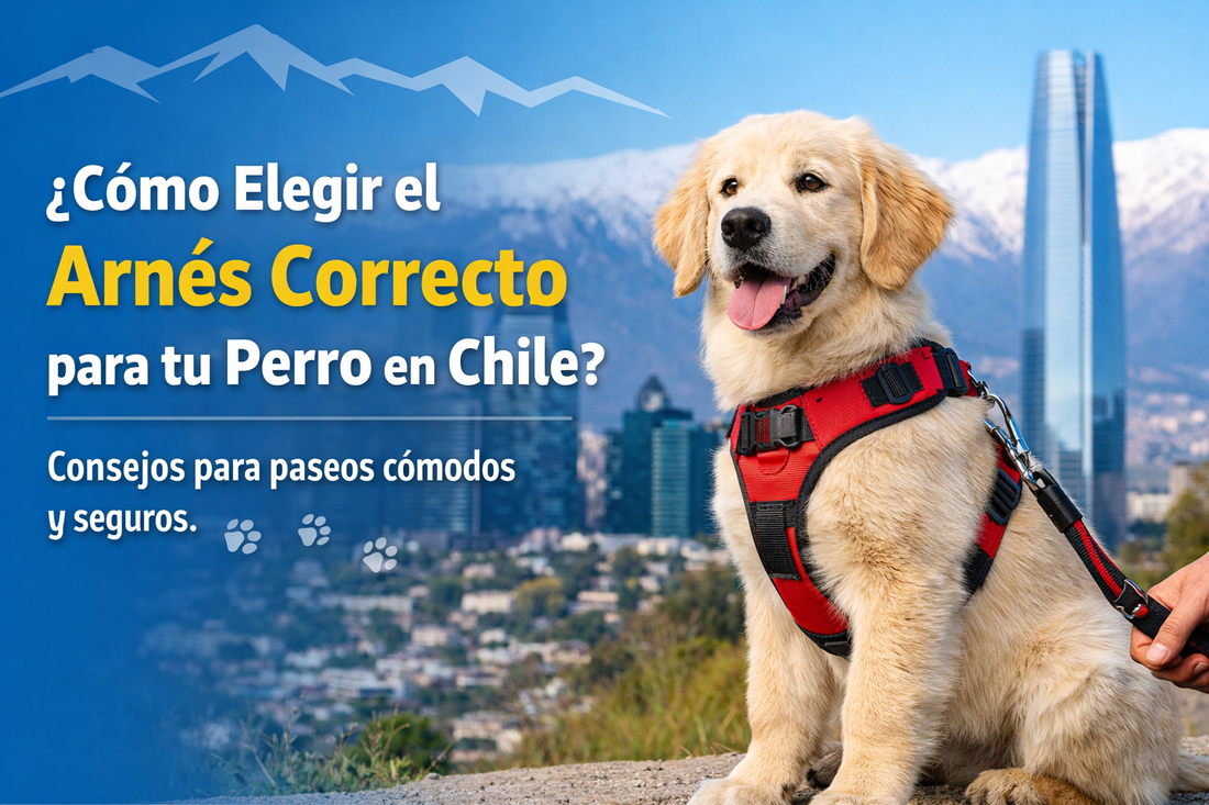 Cómo elegir el arnés correcto para tu perro en Chile