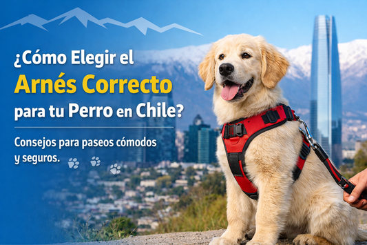 Cómo elegir el arnés correcto para tu perro en Chile