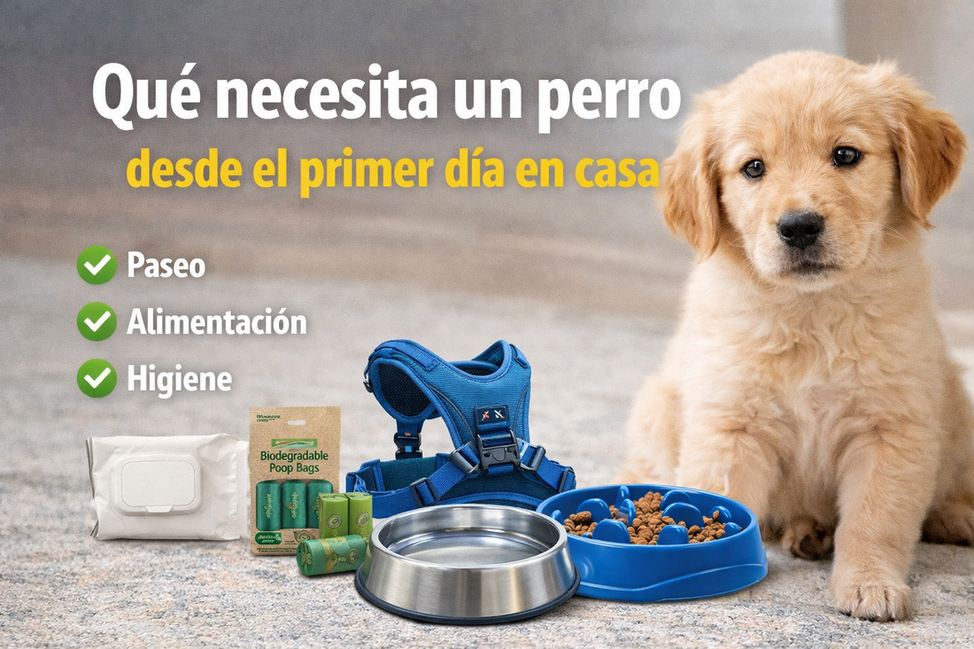 Qué necesita un perro desde el primer día en casa