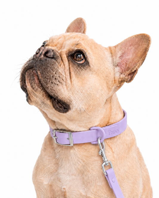 Collar Praws Lila - bulldog frances mirando arriba