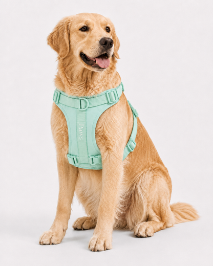 Arnés Praws Verde Agua - perro sentado 3/4