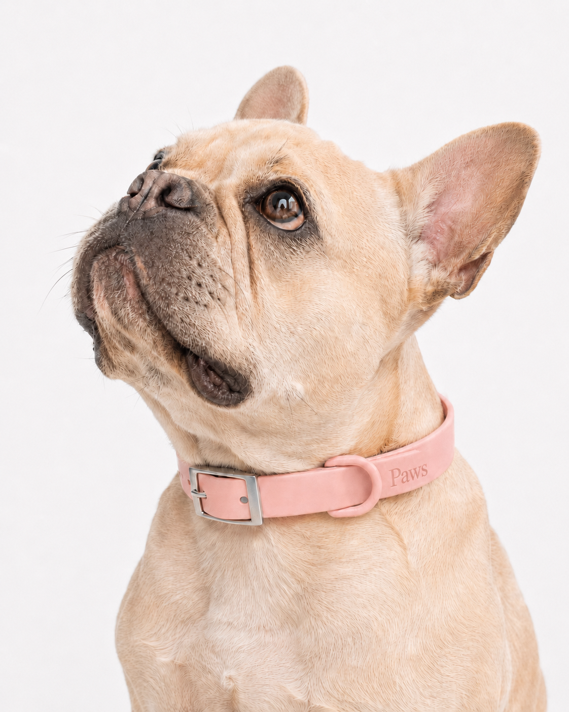 Collar Praws Rosa - bulldog frances close-up cuello