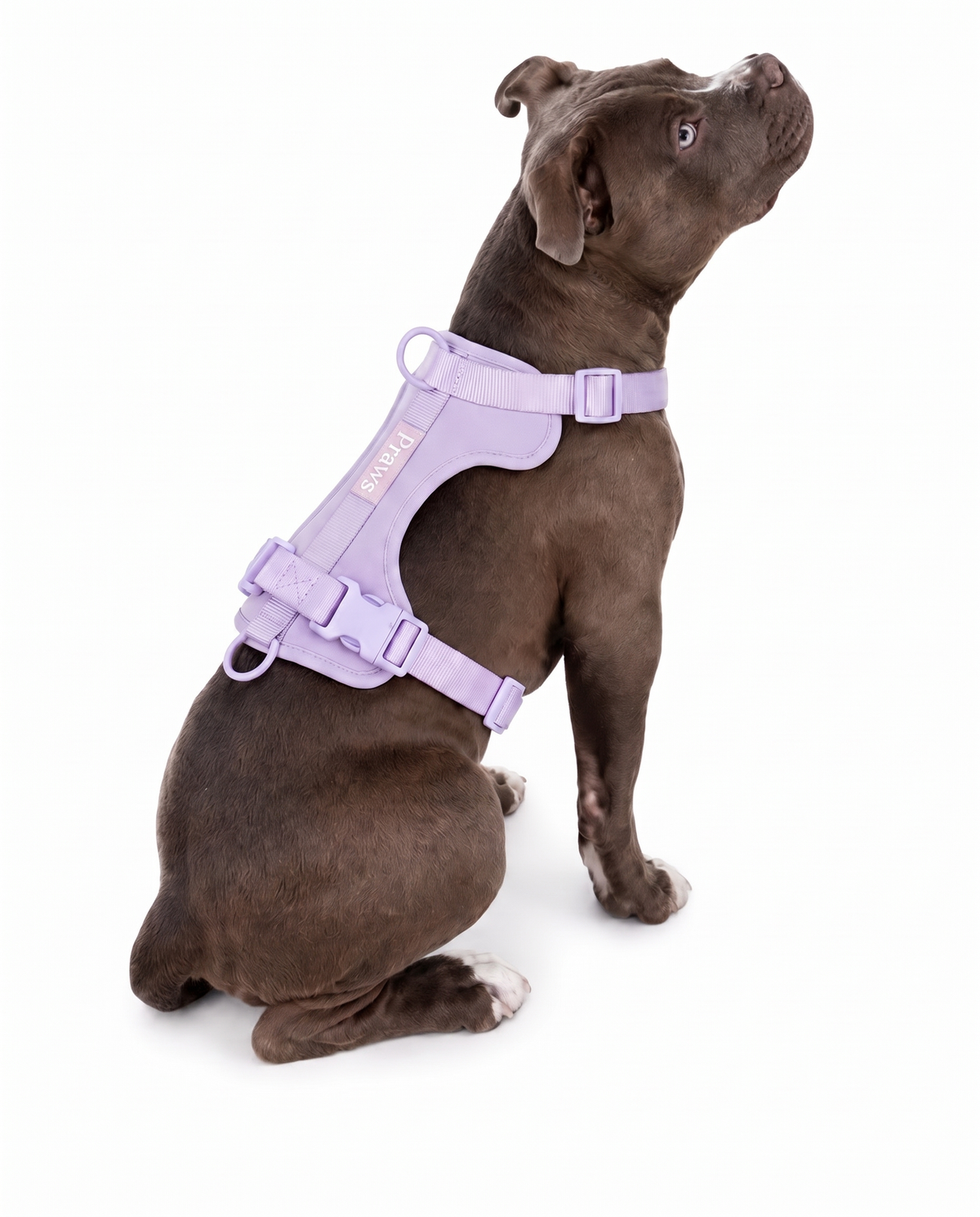 Arnés Praws Lila - perro raza pitbull