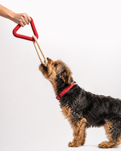 Perro pequeño tirando de la cuerda del Triángulo Pulling Praws rojo