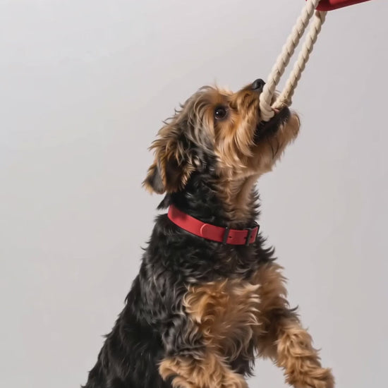 Perros jugando tira y afloja con el Triángulo Pulling Praws en talla S y M