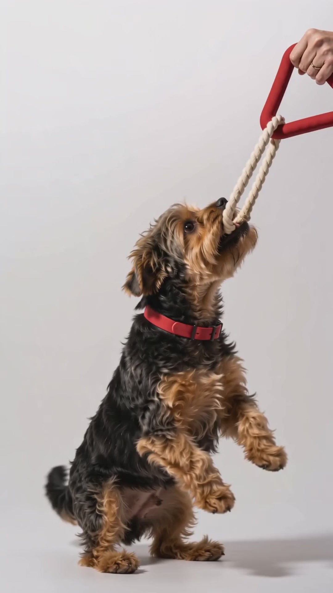 Perros jugando tira y afloja con el Triángulo Pulling Praws en talla S y M