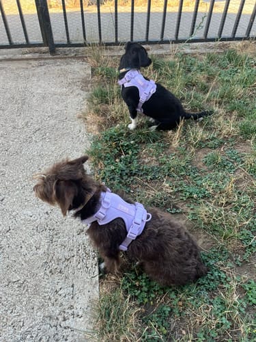 Cliente Praws con su perro