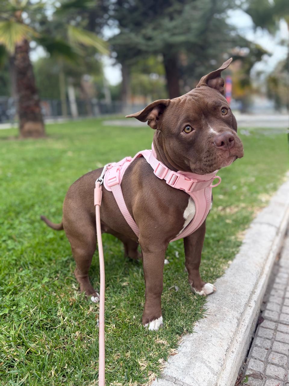Pitbull con arnés Praws rosado en el parque