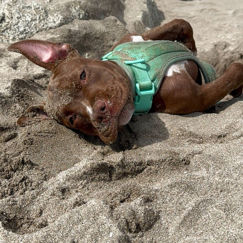 Pipa con su arnés Praws en la playa