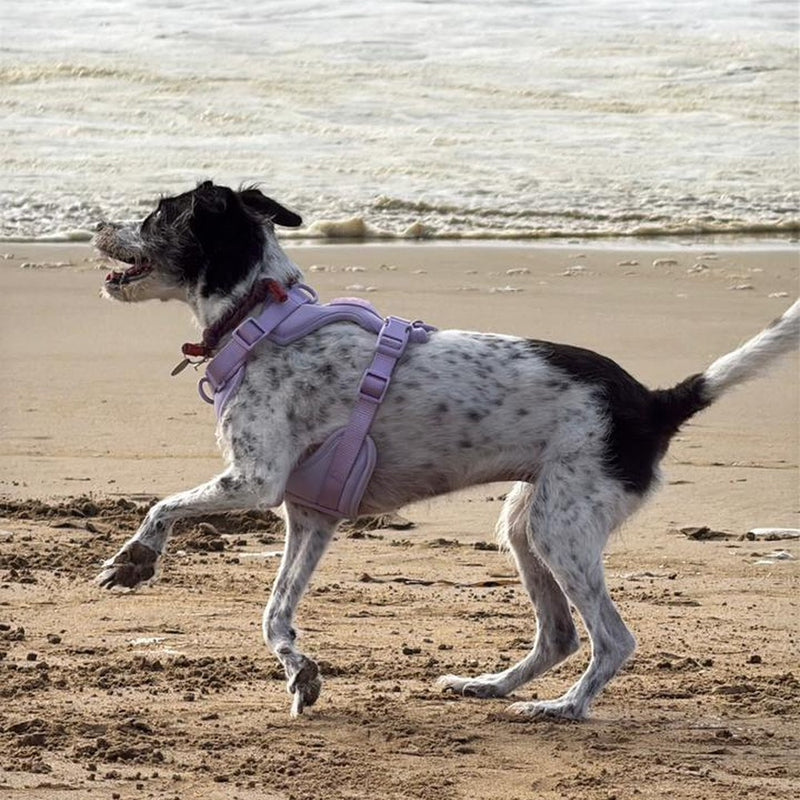 Lupe corriendo en la playa con su arnés Praws