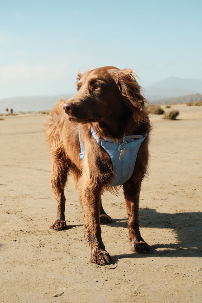 Perro de cliente con arnés Praws celeste