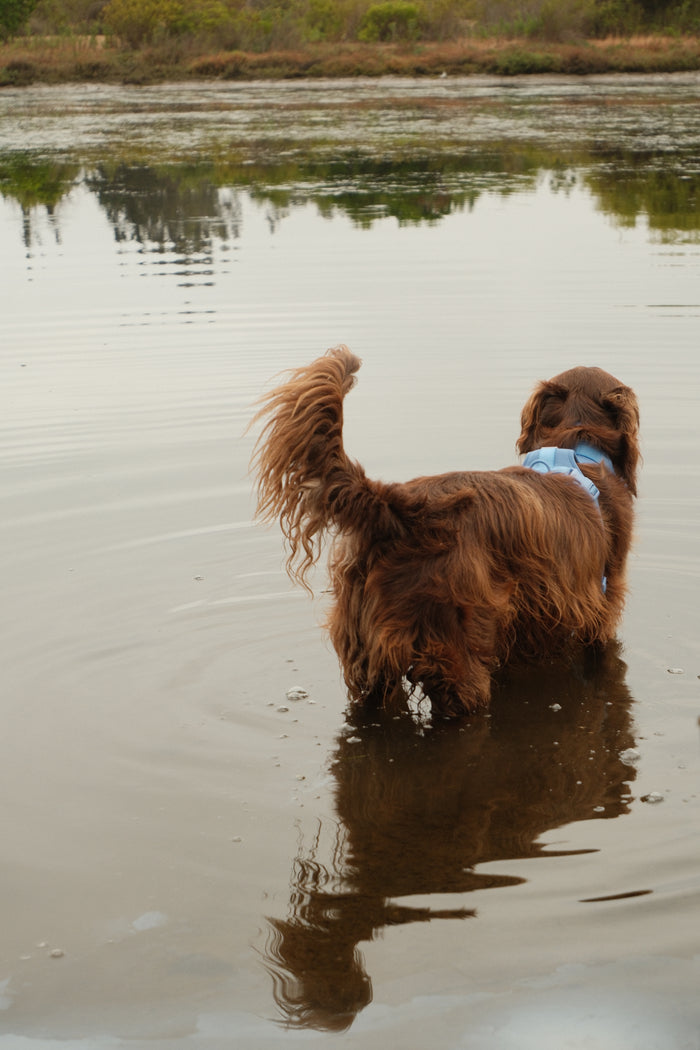 Perro nadando con su arnés Praws