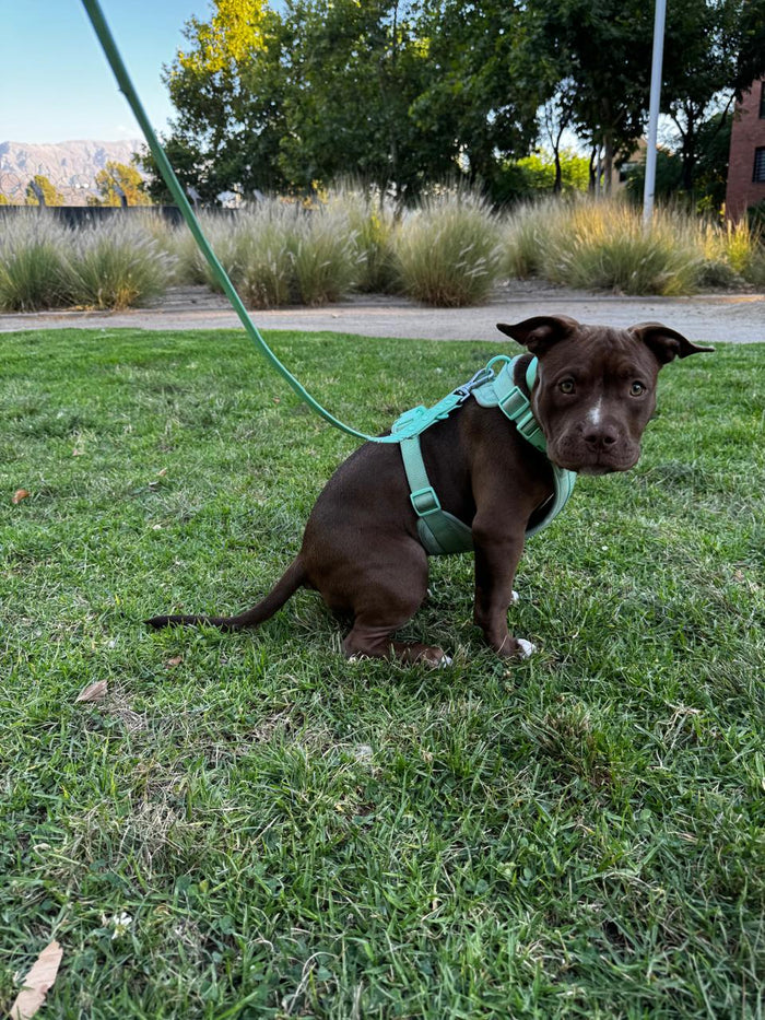 Perro de cliente con arnés Praws