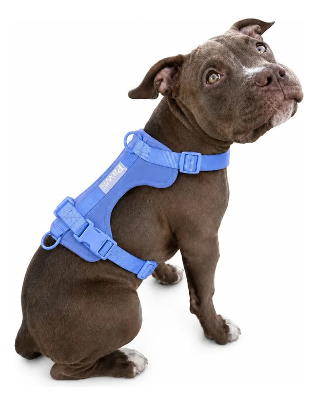 Arnés Praws Azul en un perro