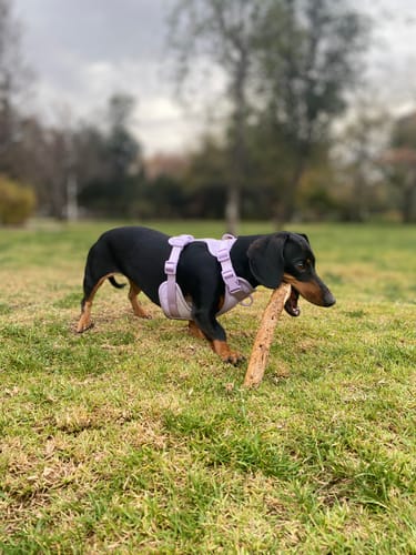 Perro de cliente con arnés Praws