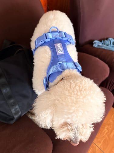 Perro de cliente con arnés Praws