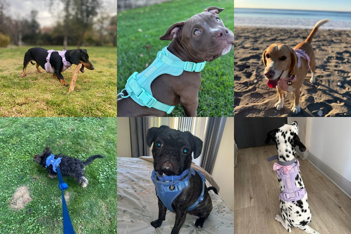 Perros reales usando el arnés Praws en distintos colores